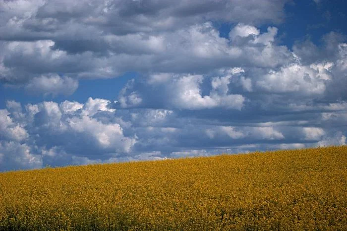 428_rapeseed-clouds_1111.jpg