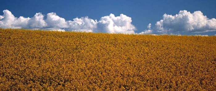 429_rapeseed_1113.jpg