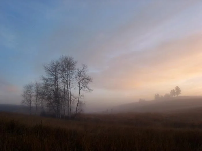 482_Foggy Aspens.jpg