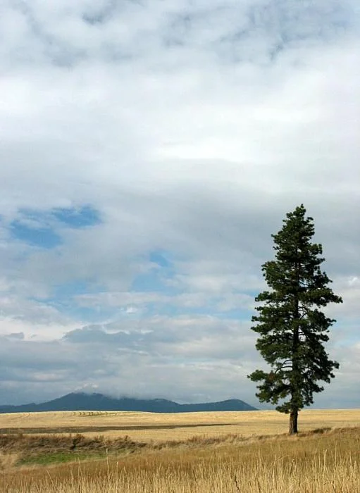 575_lone-ponderosa-pine_0038.jpg