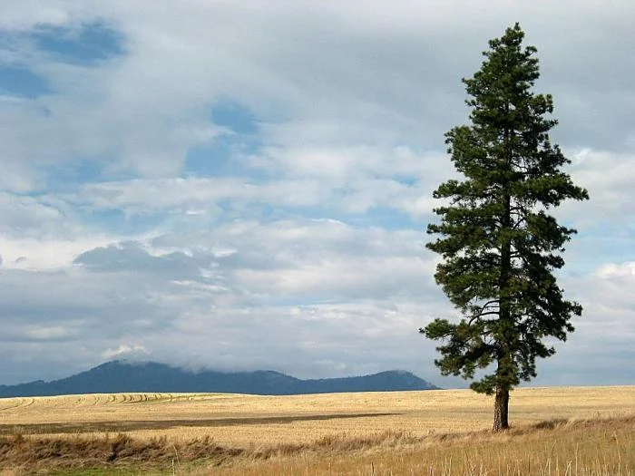 576_lone-ponderosa-pine_0037.jpg