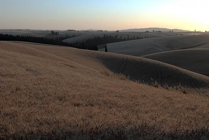940_just-before-harvest-1978.jpg