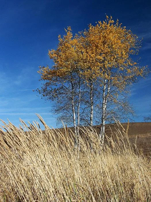 974_fall-aspens_0013.jpg