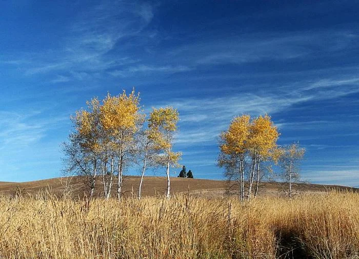 975_fall-aspens_0012.jpg