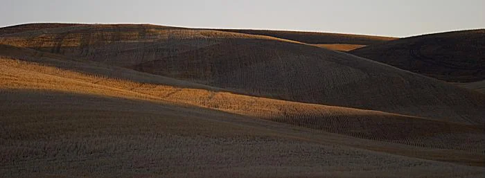 983_palouse-carpet-2102.jpg