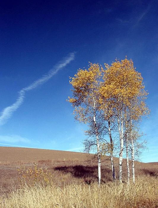 976_fall-aspens_0011.jpg