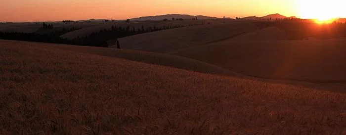 937_wheat-at-sunset-.jpg