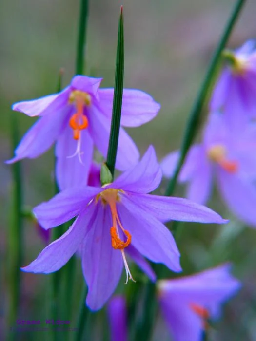 457_Grass-Widow2.jpg