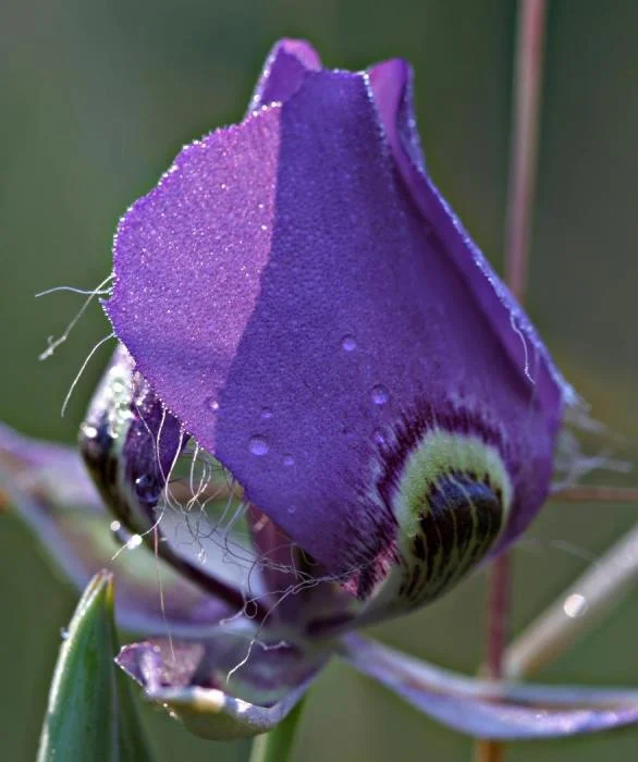 502_tulip_open.jpg