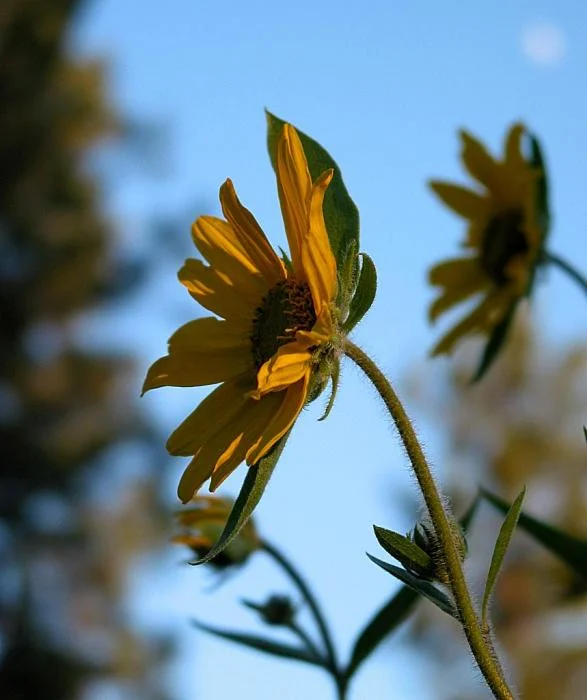 613_arnica-1152.JPG
