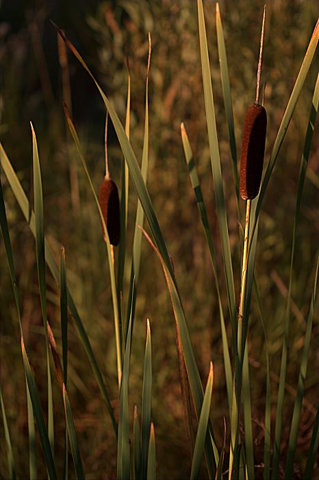 981_cattails-2108.jpg