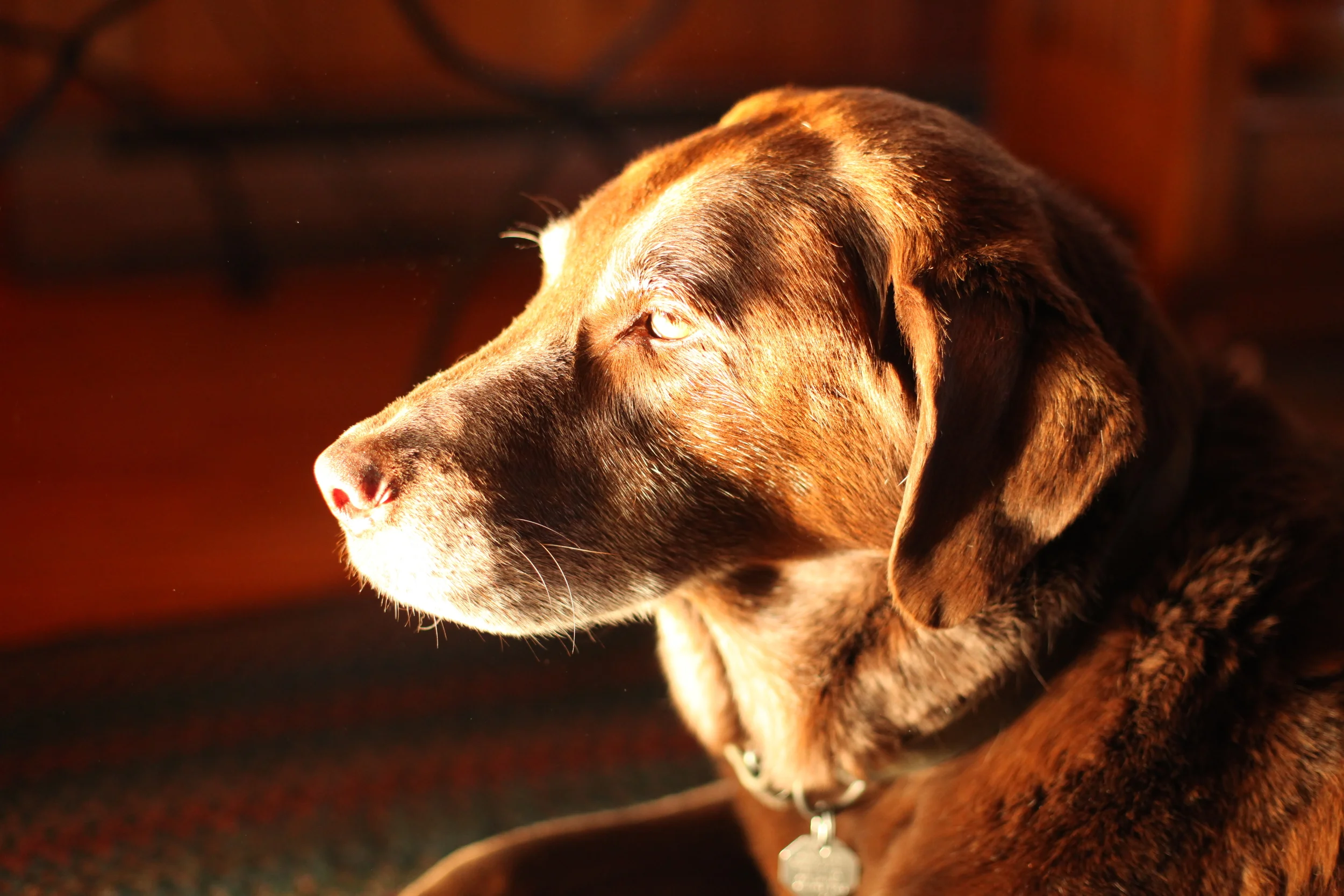 Boykan the elder shop dog.