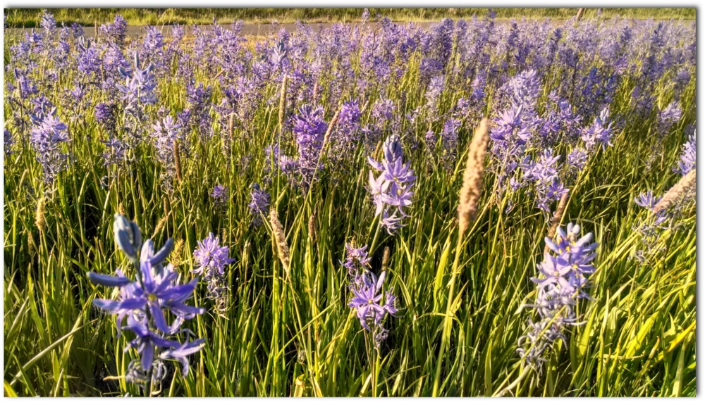  Camus field next to the Latah Trail.
