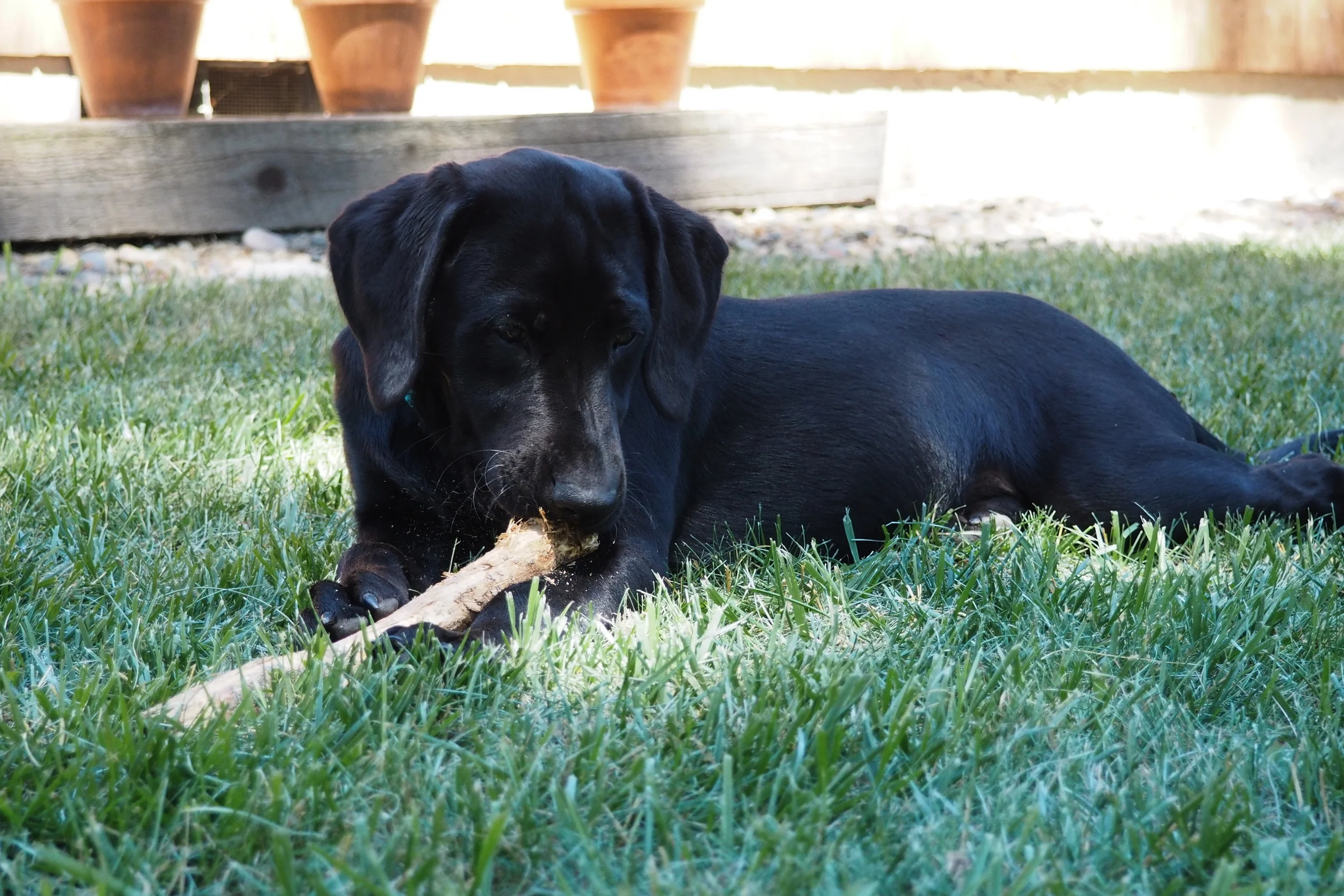 Yummy stick