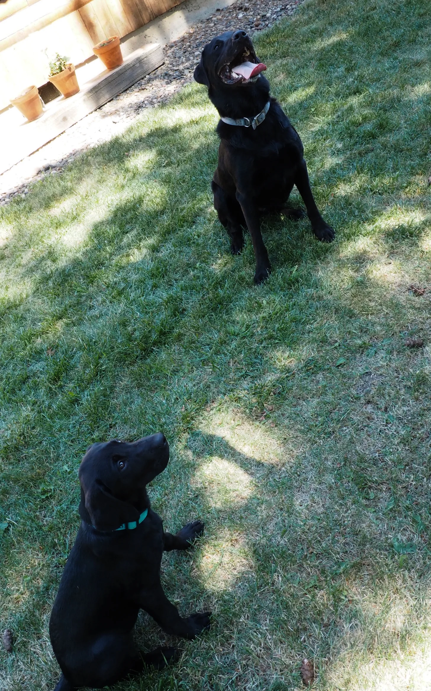 Molly and Gus