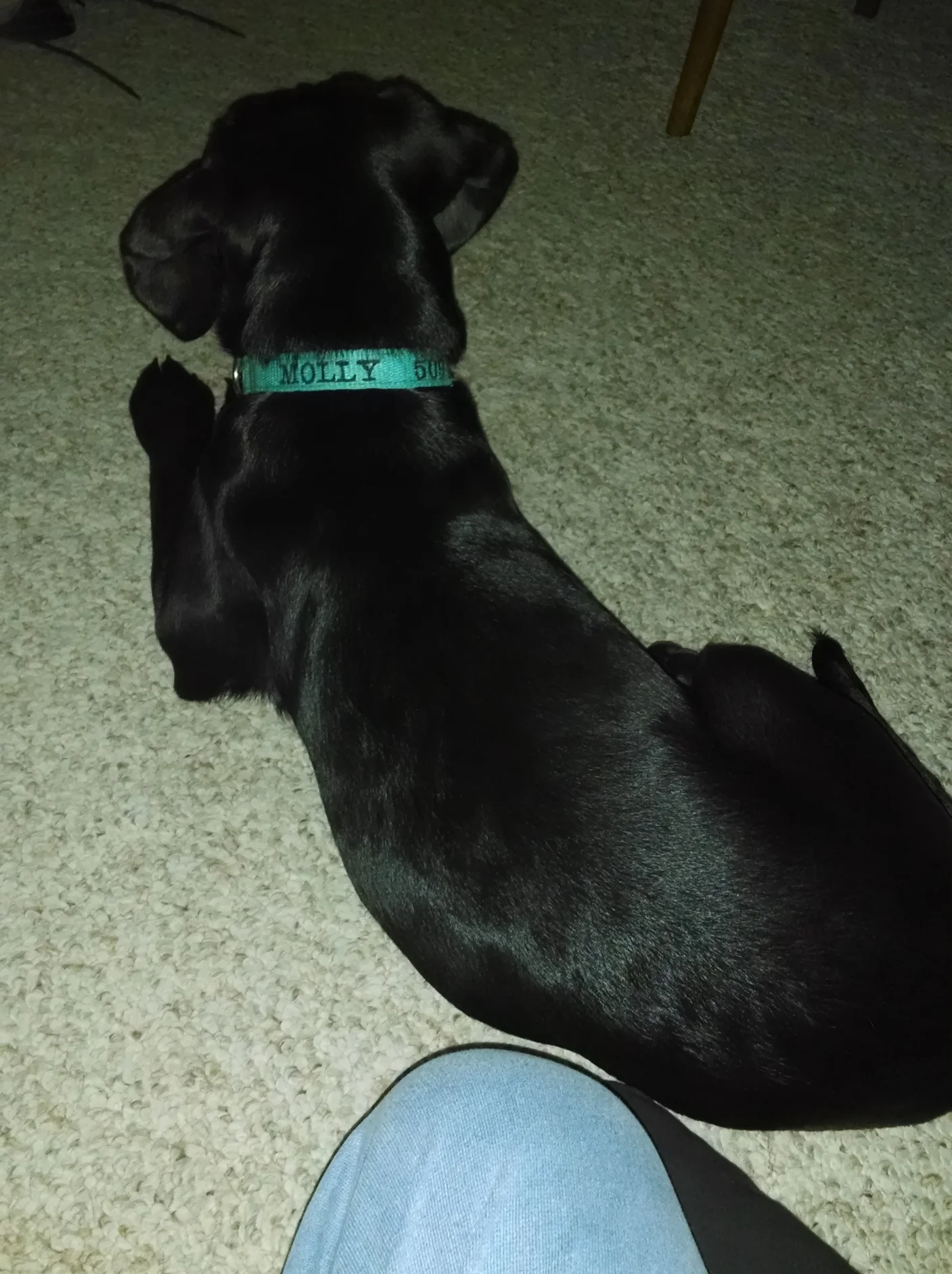 Molly in meditation mode