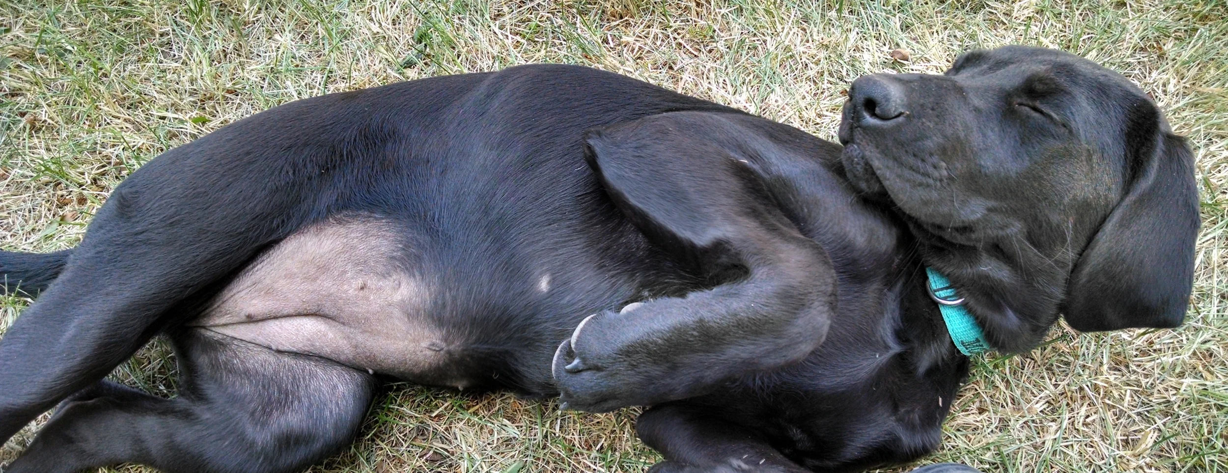 When I show you my belly, you are supposed to rub it.