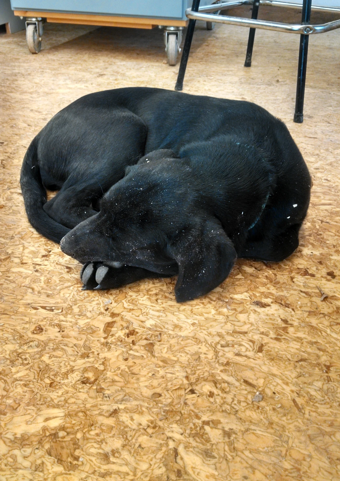 Molly sleeping in the shop covered with dust.