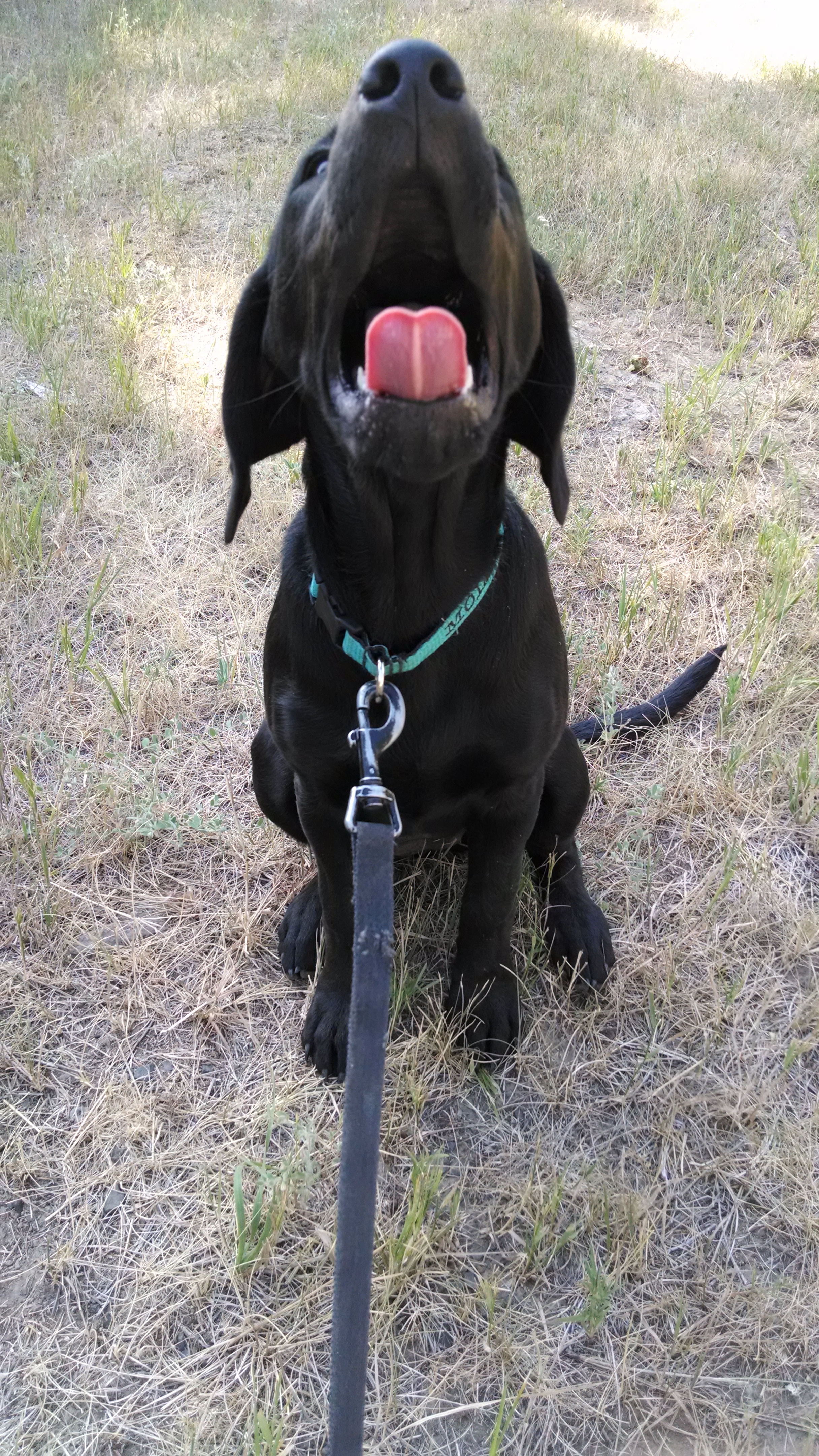 Caught yawning.
