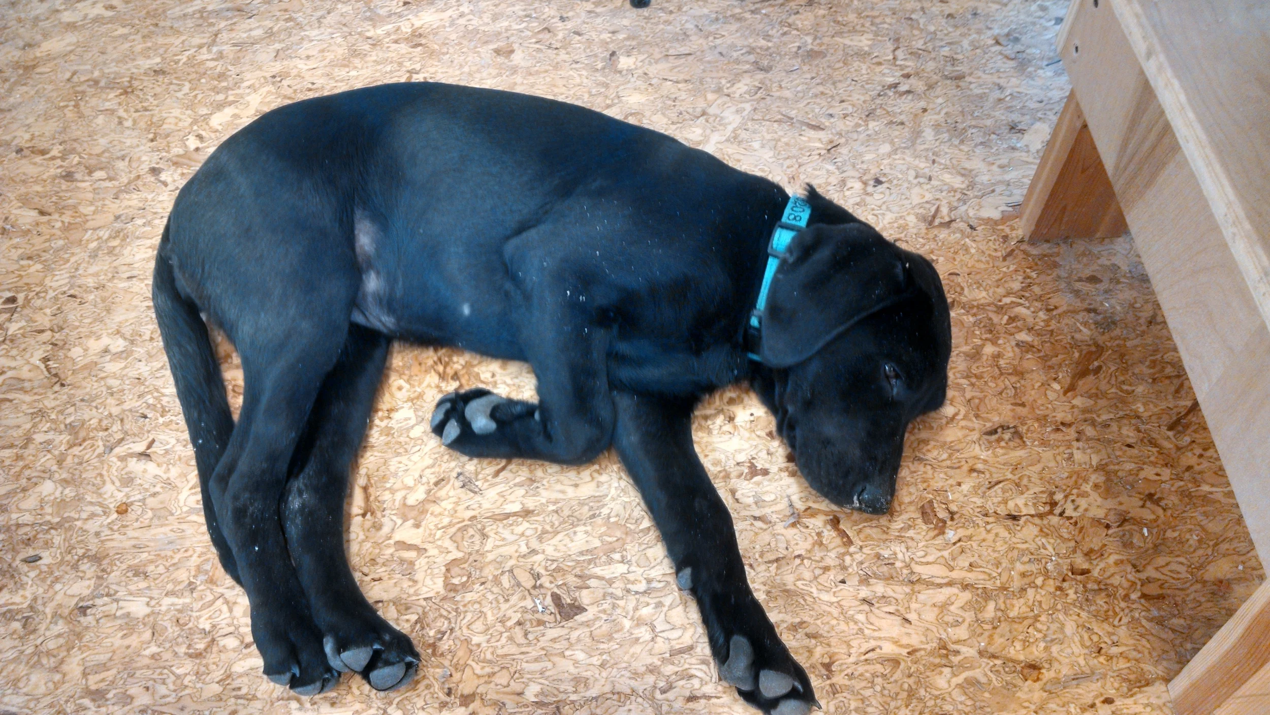 Sleeptime in the shop