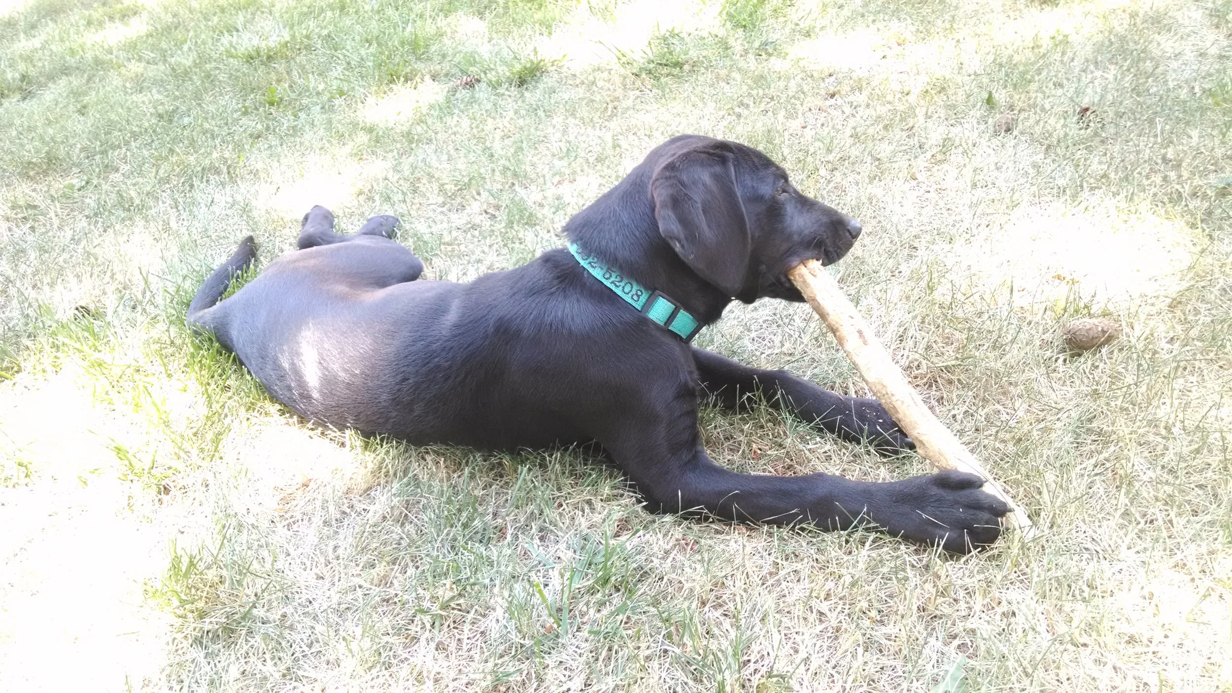 Stick Flavor