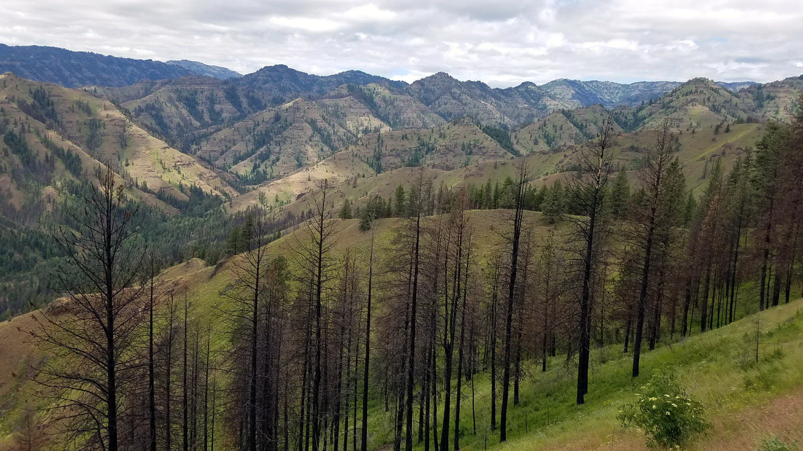 First look at how extensive the Grizzly Complex FIre was in 2015. It really hit this area hard.