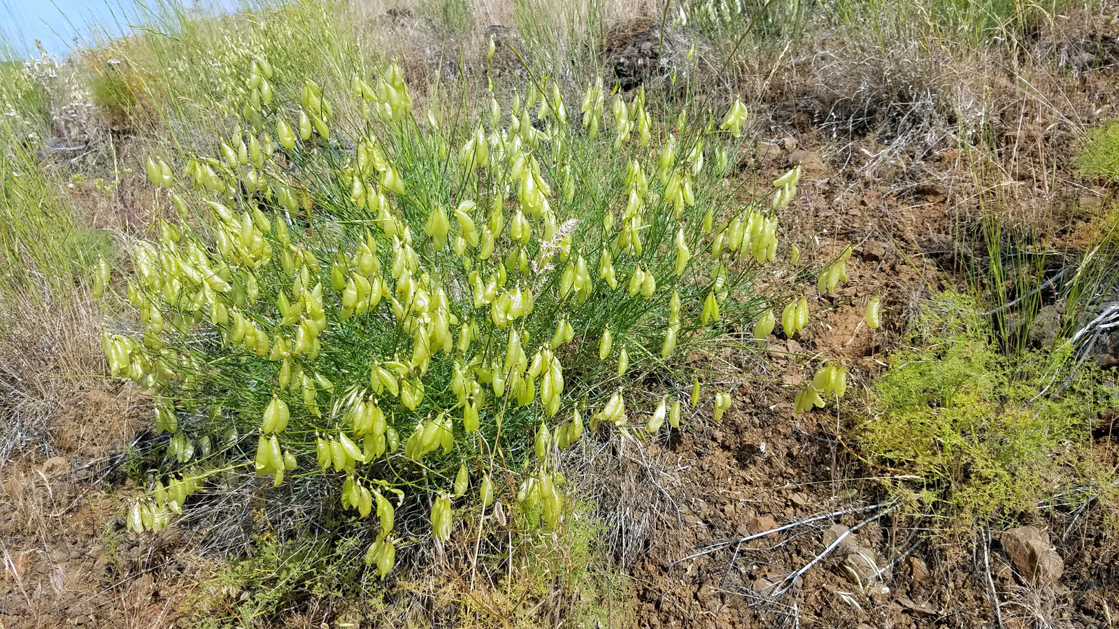 Beautiful wild plant of unknown species. Seed pods are mostly air. Looked like it was covered by little lights.