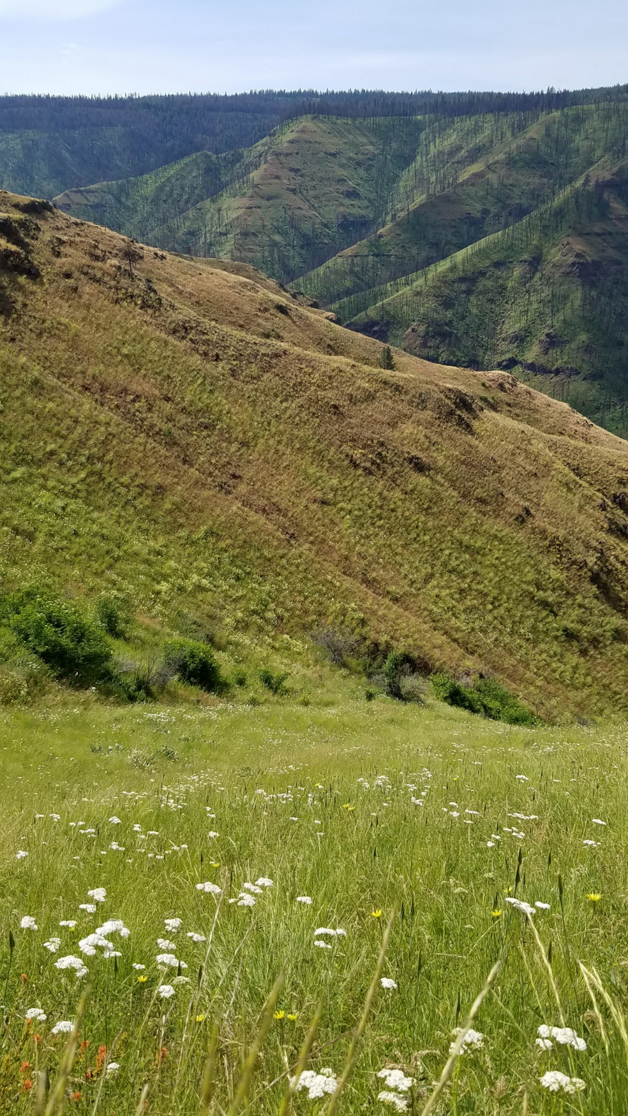20170614_094758.jpg