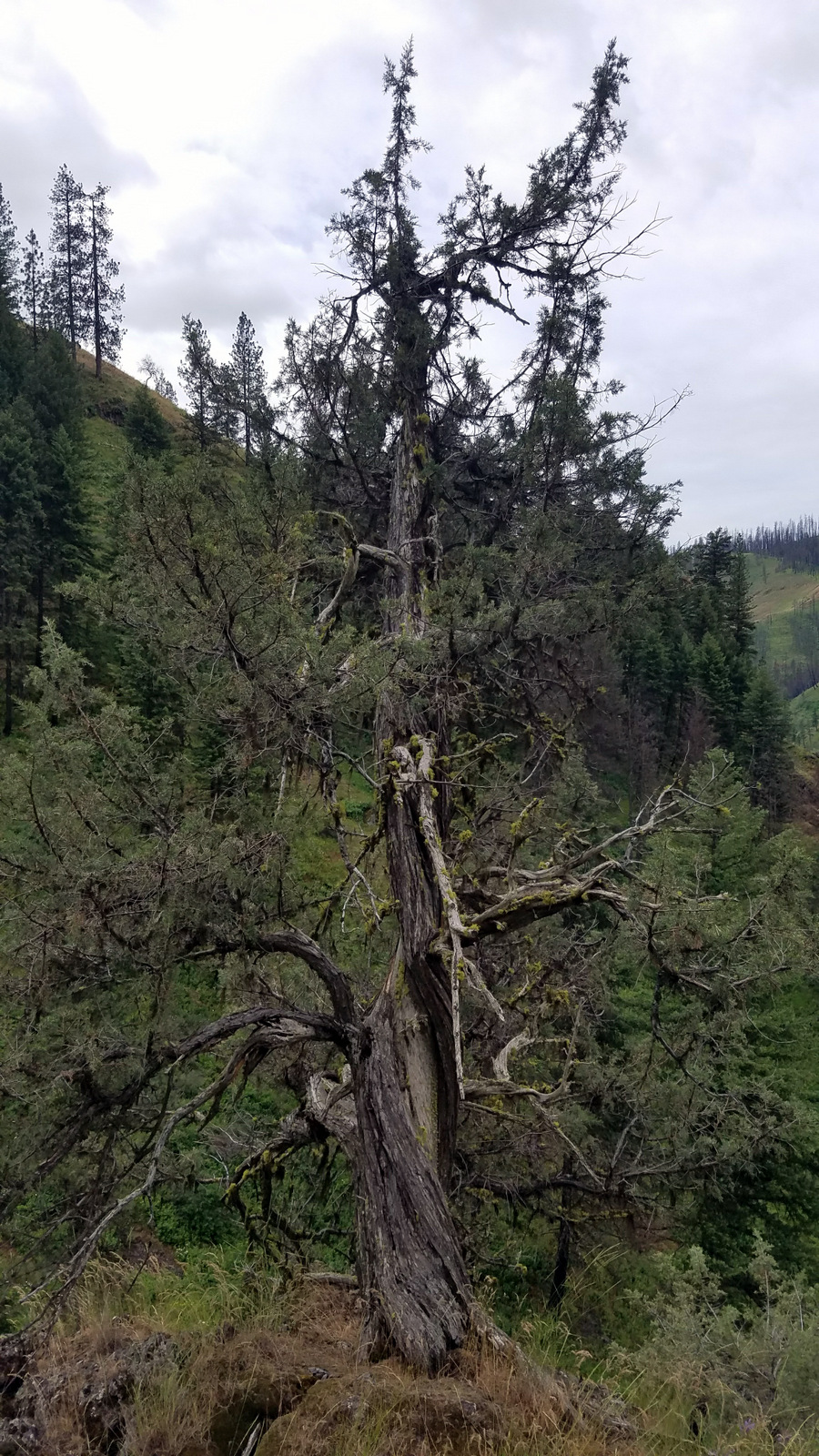 Large lightening stuck Juniper. 