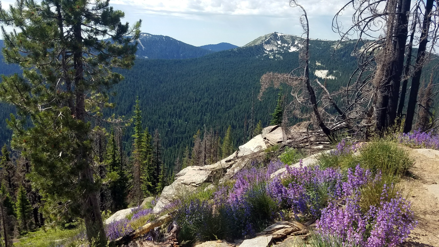 Near the trailhead. We're just getting started. Widow Mountain behind the tree on the left, Lookout Mountain on the right.