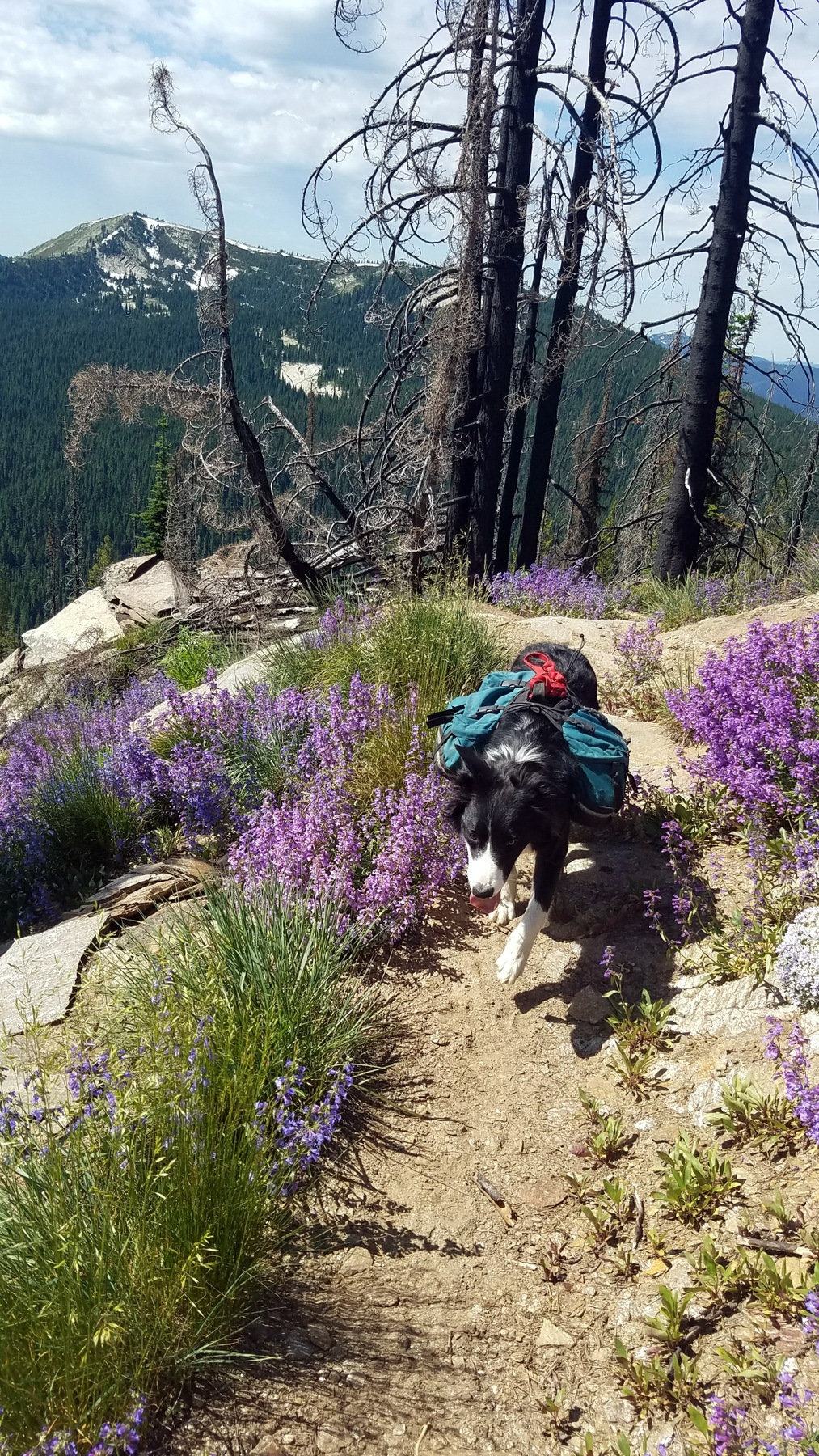  Mike "Hurry up guys. The trail is full of smells." 