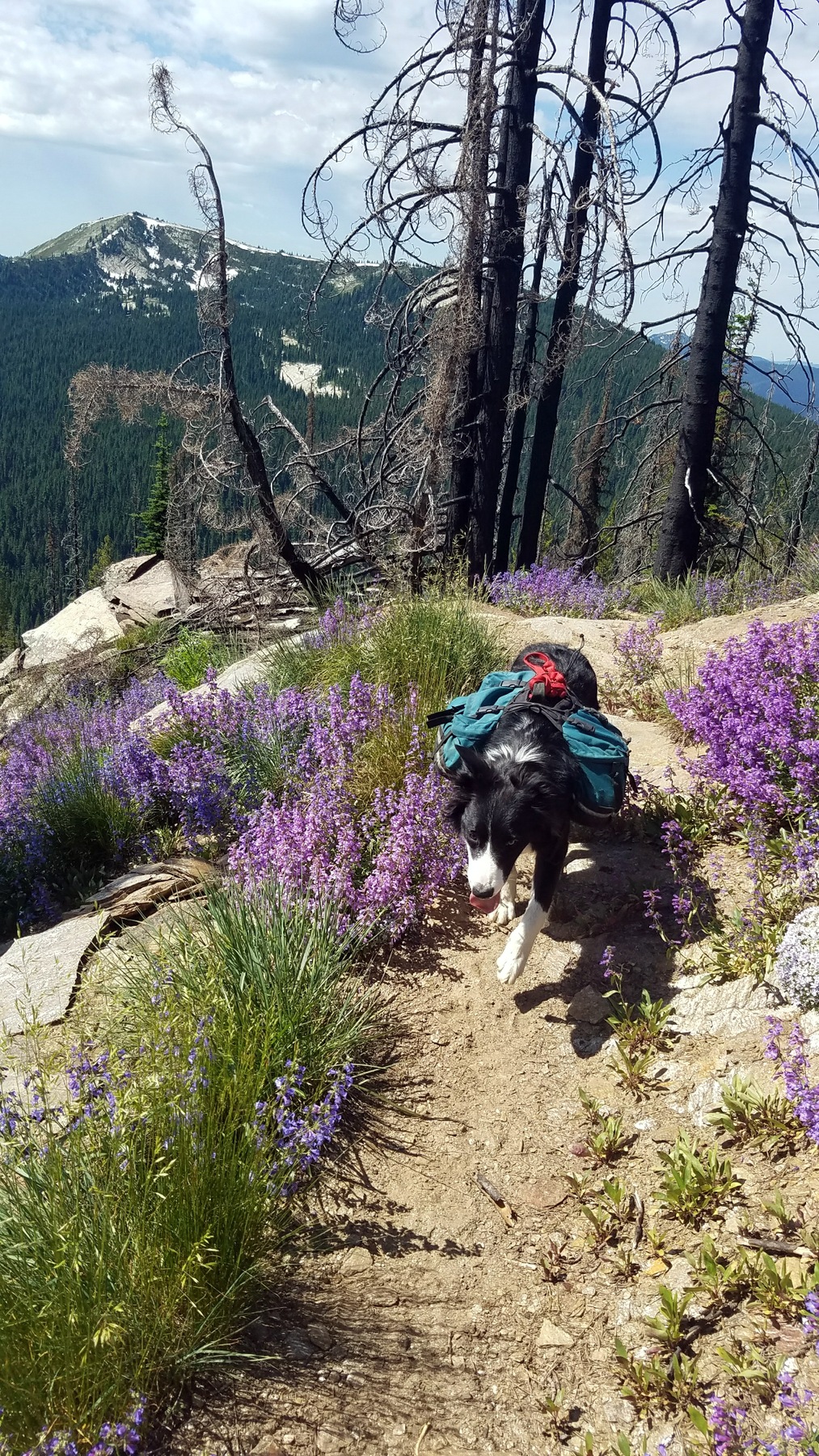 Mike "Hurry up guys. The trail is full of smells."