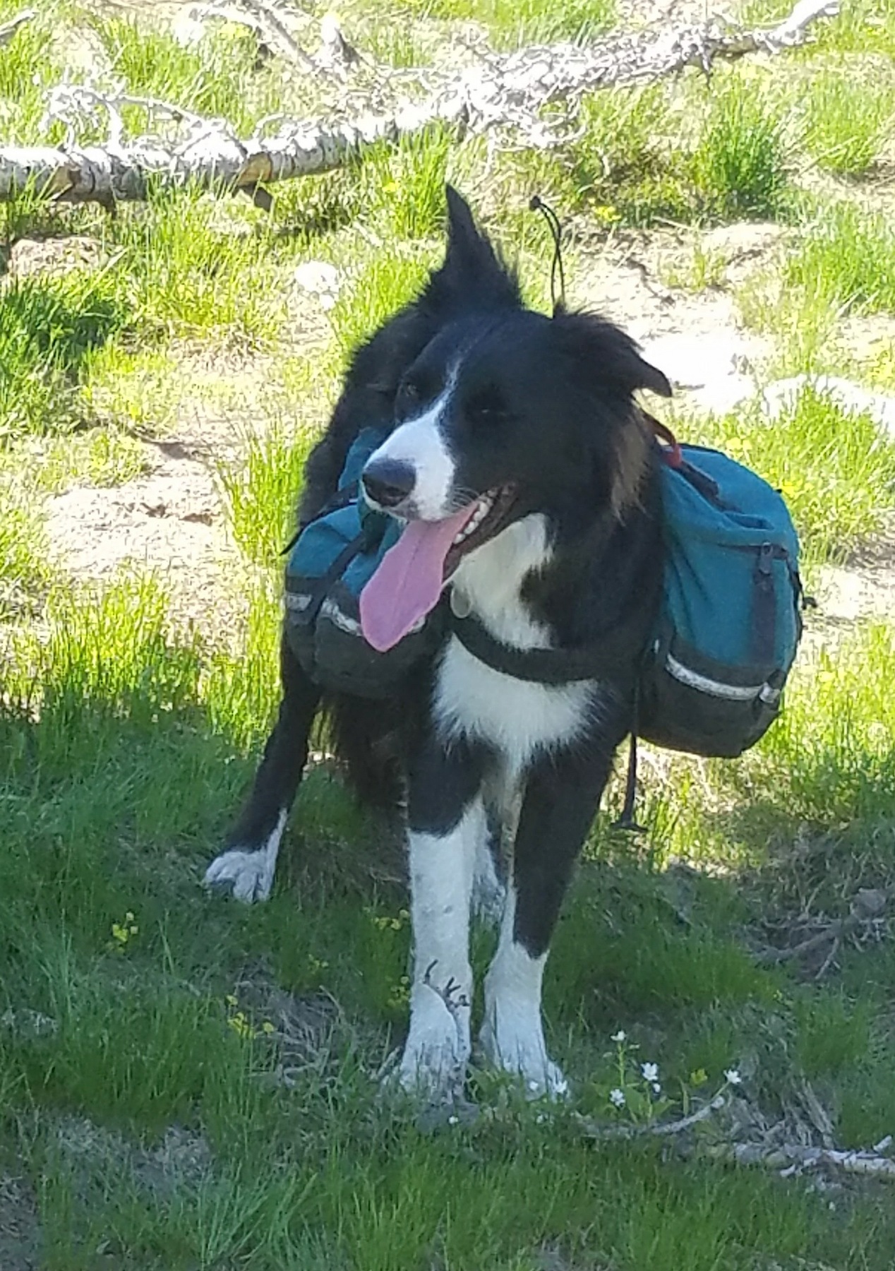 20170706_155115.jpg