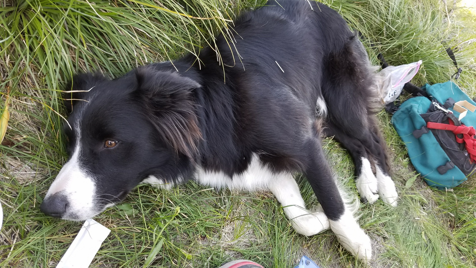 One tired Mike. Became very active after short nap. Oh to be young.