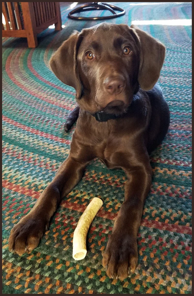 Zivon at 5 months old Image by Will Simpson