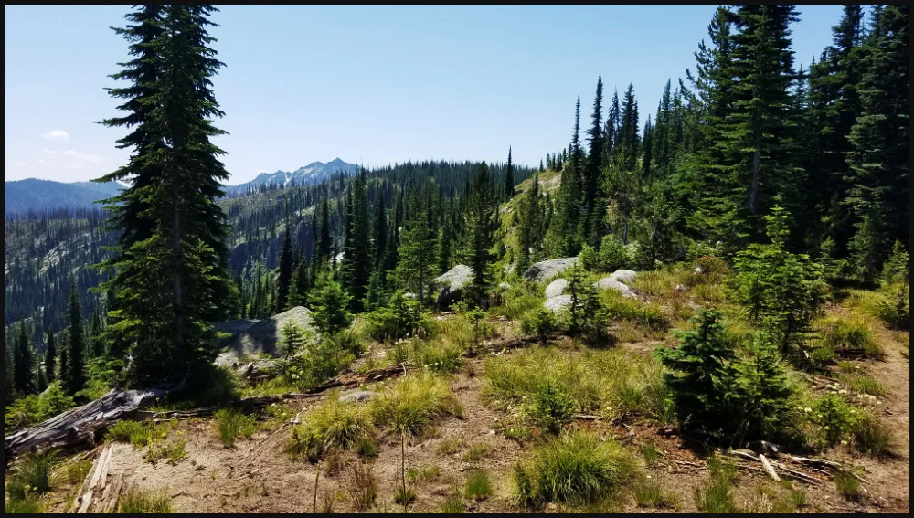 Image by Will Simpson