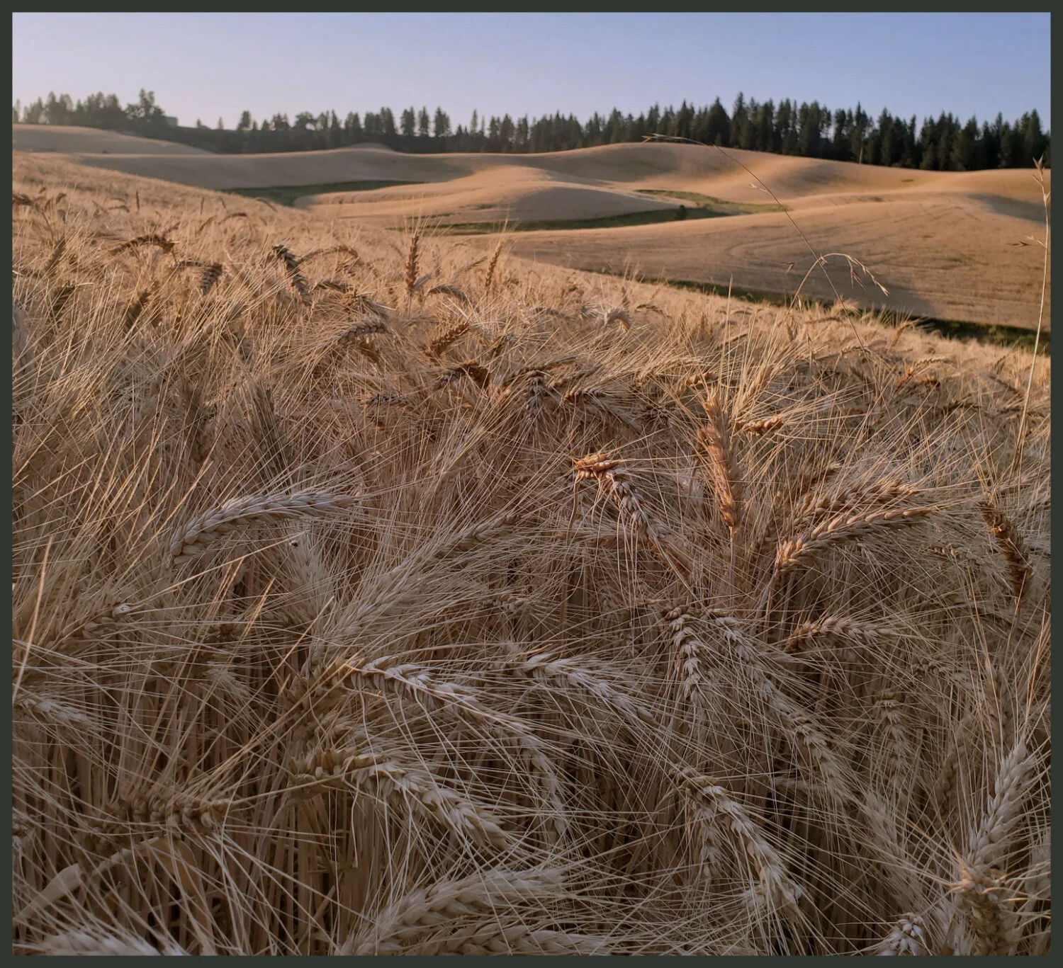 wheat.jpg