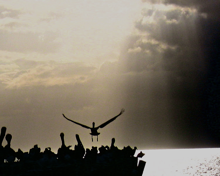 STORM LANDING: This pelican, no fool he, knew those clouds were about to unleash a hellacious rainstorm, so he came in for a landing on a shoreline pier where the rest his buddies were huddling. (Ft. Myers Beach, Florida) 