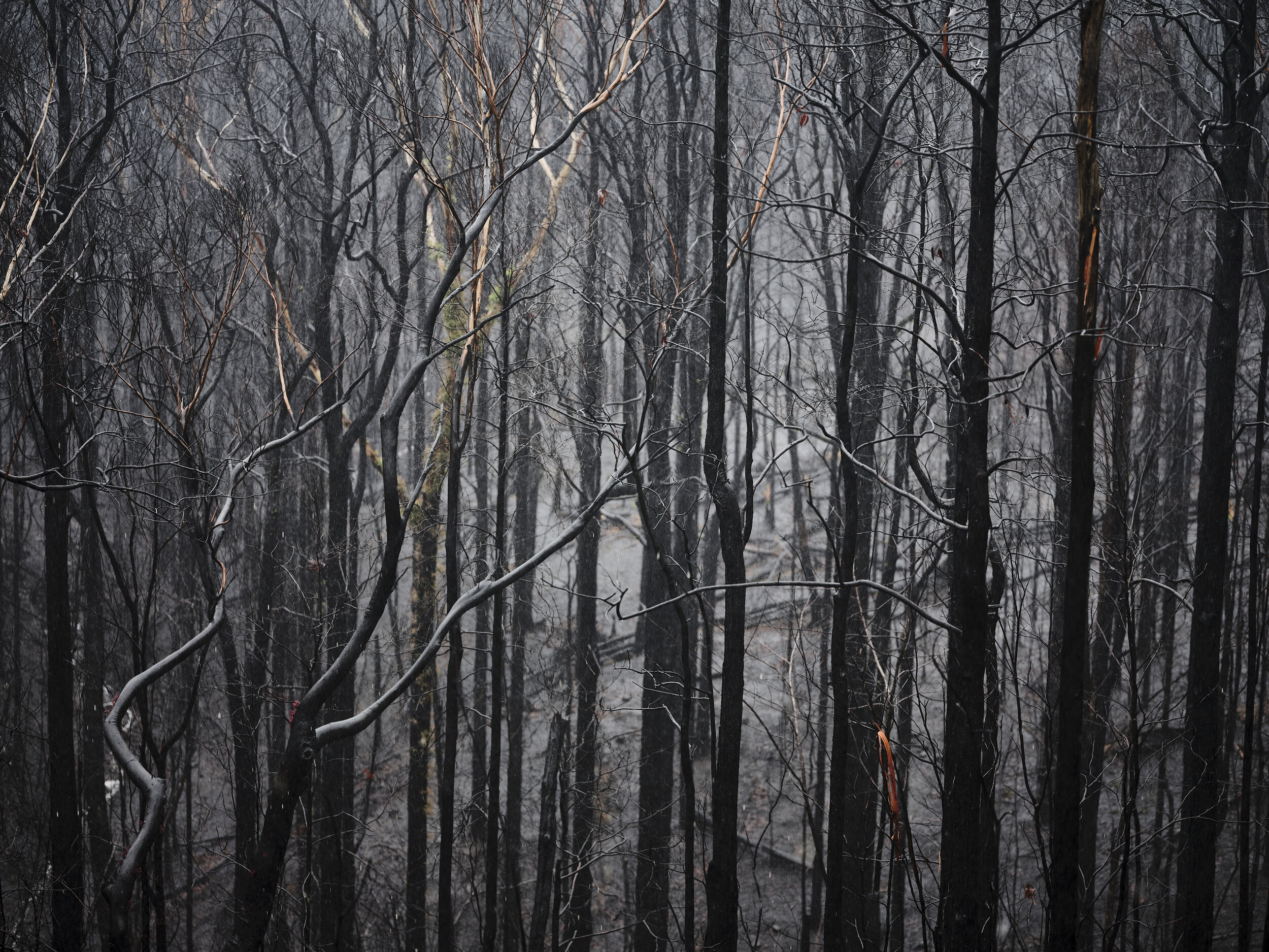 After the fires III