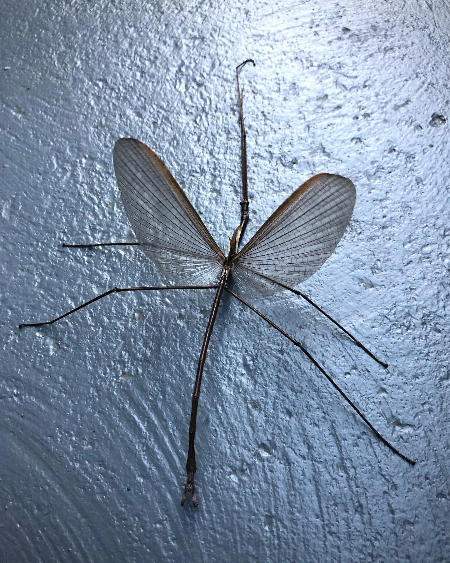 Found this cute little guy on my walk to work this morning #phasmatodea