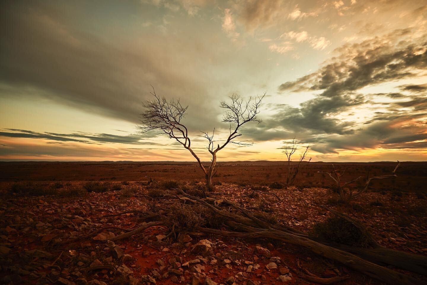 Mulga is Australia&rsquo;s most common tree  The Mulga tree (Acacia aneura) has a reputation for hardiness, resilience and endurance. 

They are perfectly adapted to the Australian desert, with needle-like leaves that point upwards to catch the morni