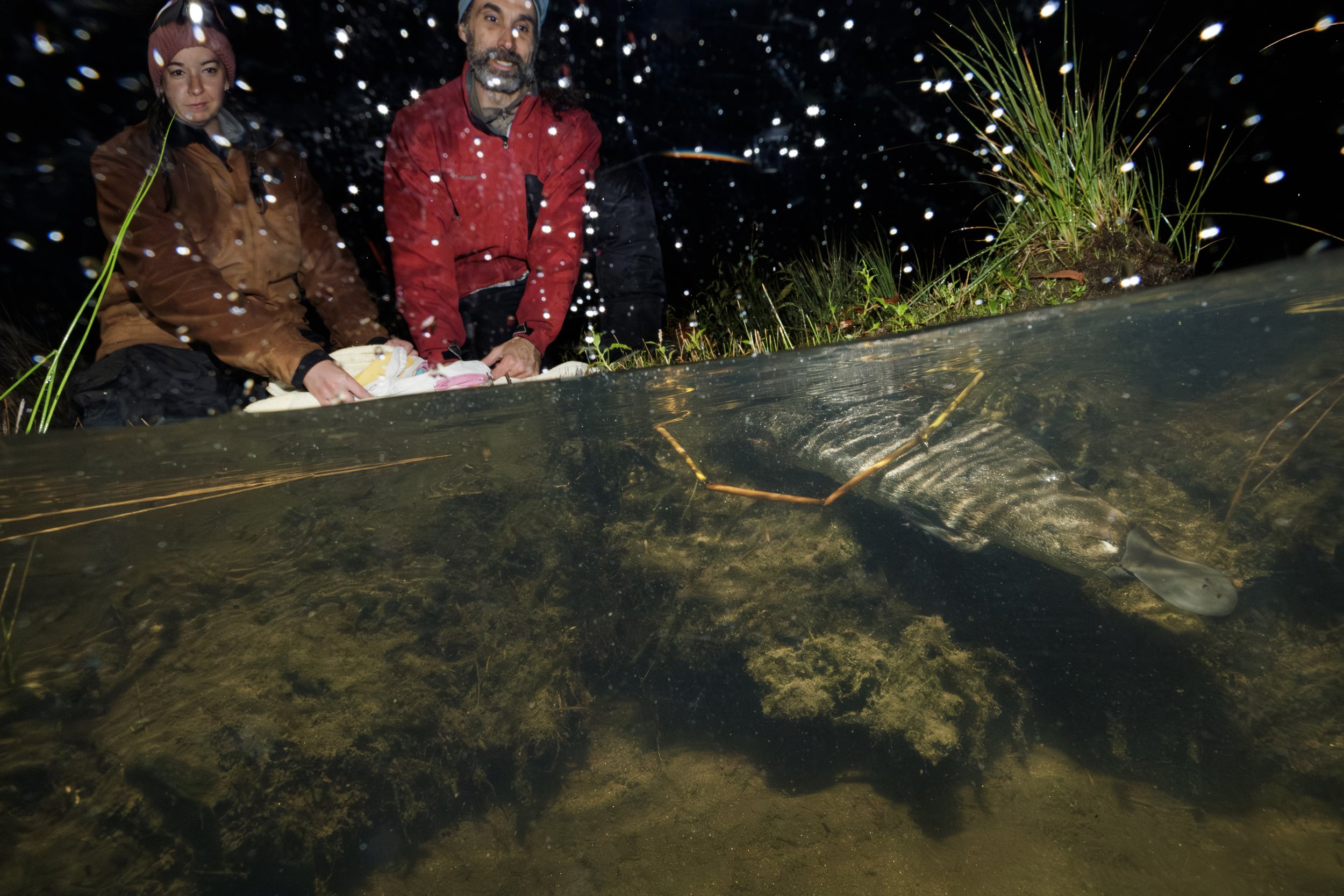  Platypus being released back into the river during rain after having health check during the Platypus rewilding program. 