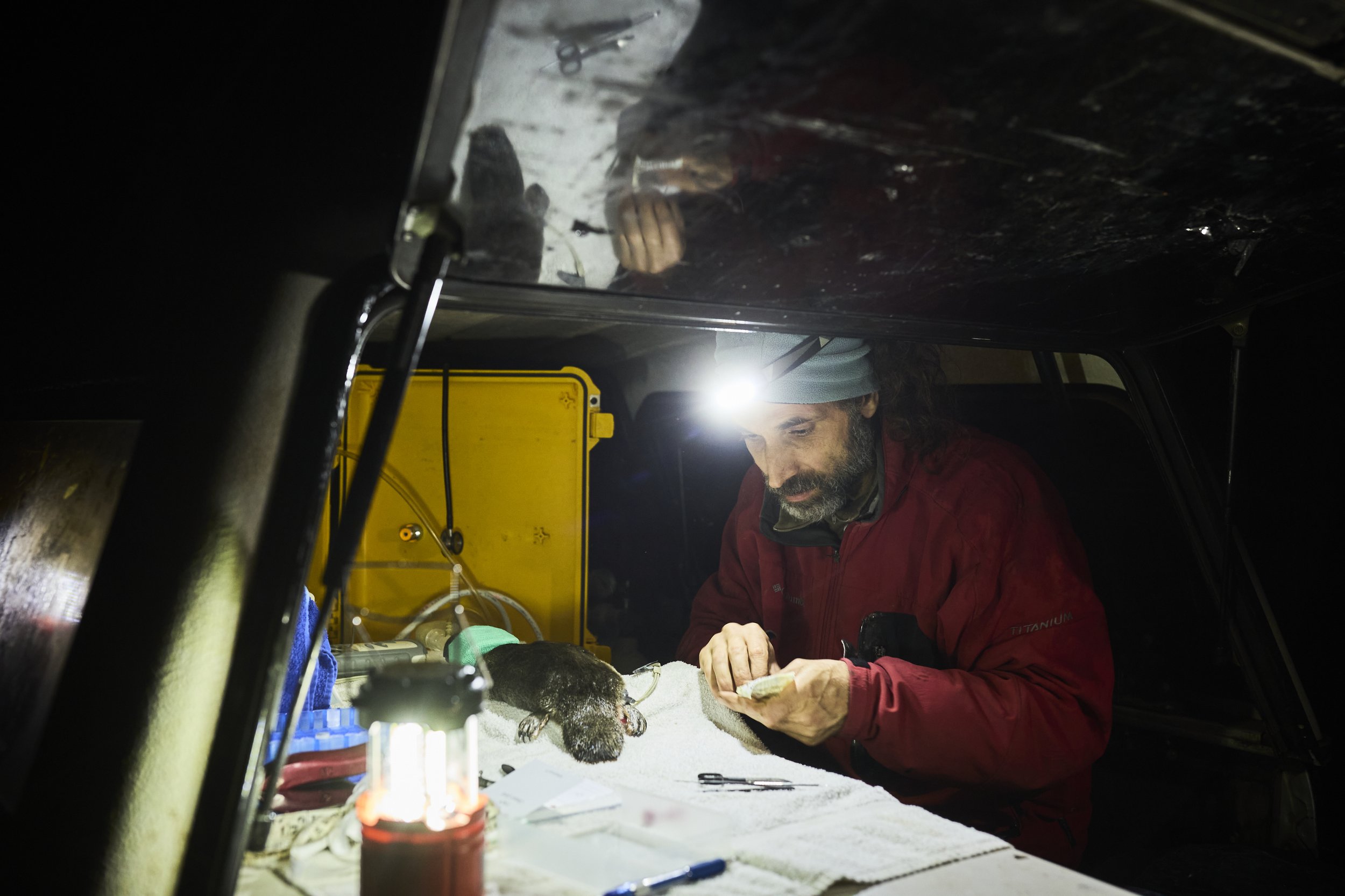  Professor Gilad Bino doing health checks on a Platypus in a mobile laboratory.  