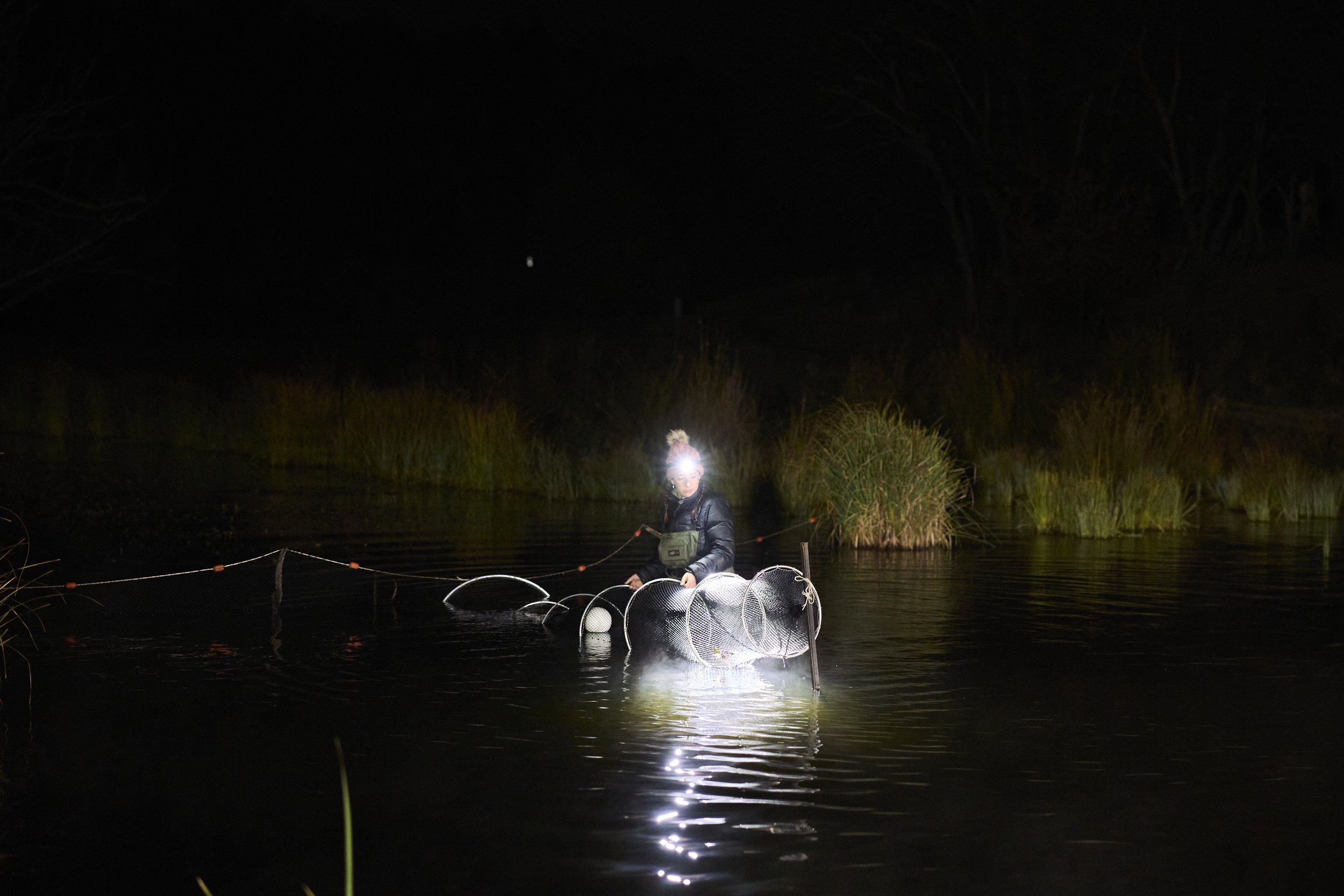  Checking the nets at night during the platypus rewilding research program. 