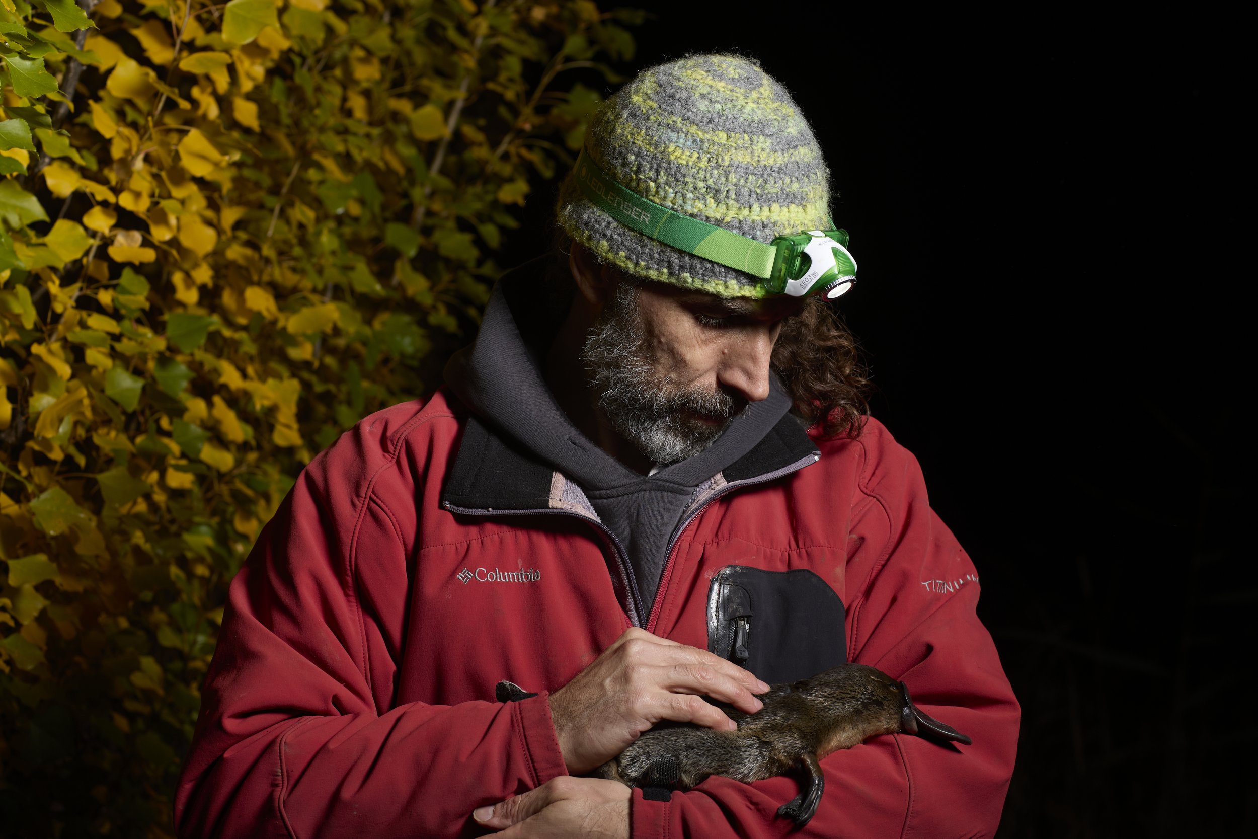  Professor Gilad Bino holds a Platypus as part of the UNSW platypus rewilding research program. 