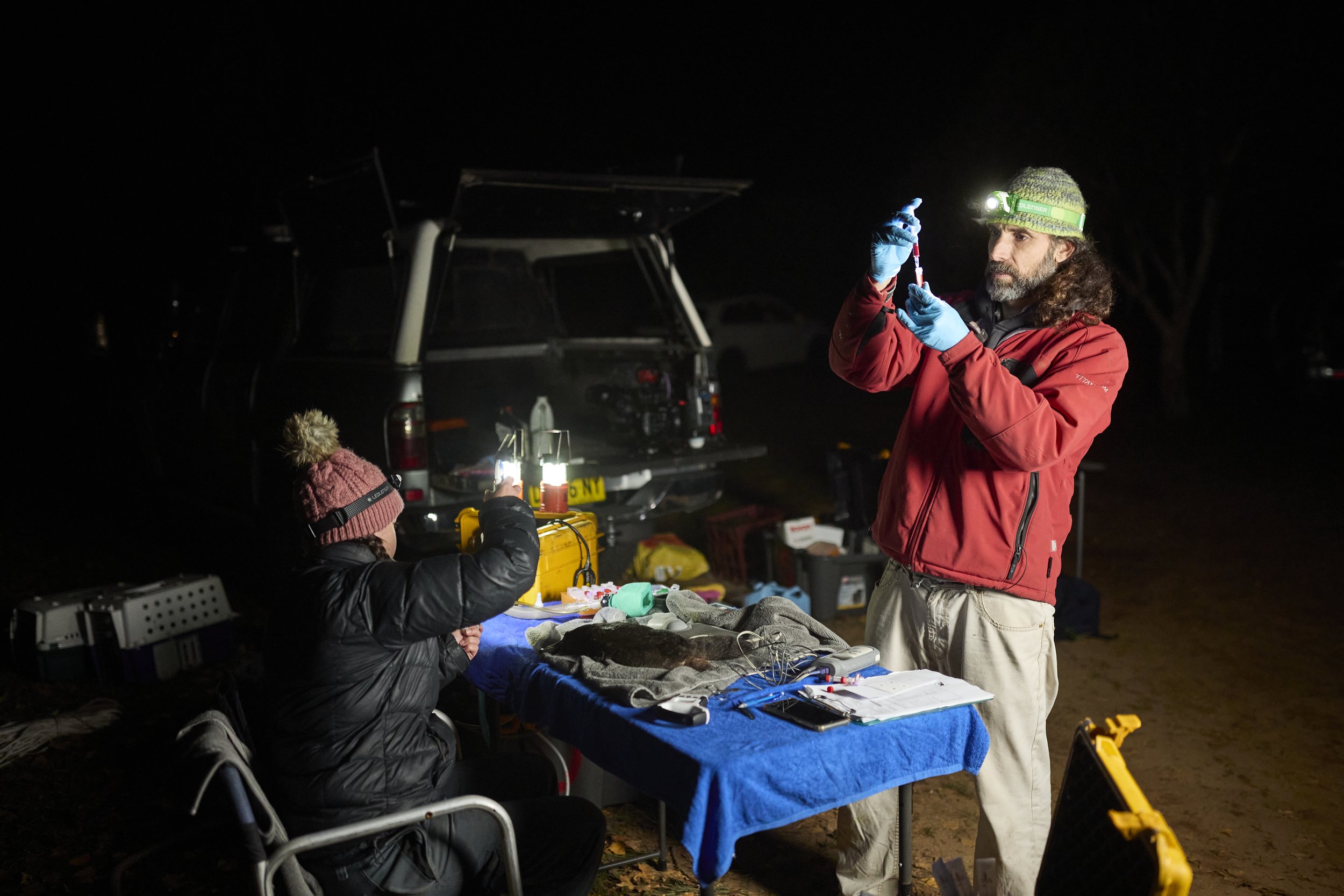  Platypus health checks on location  during UNSW platypus rewilding research program. 