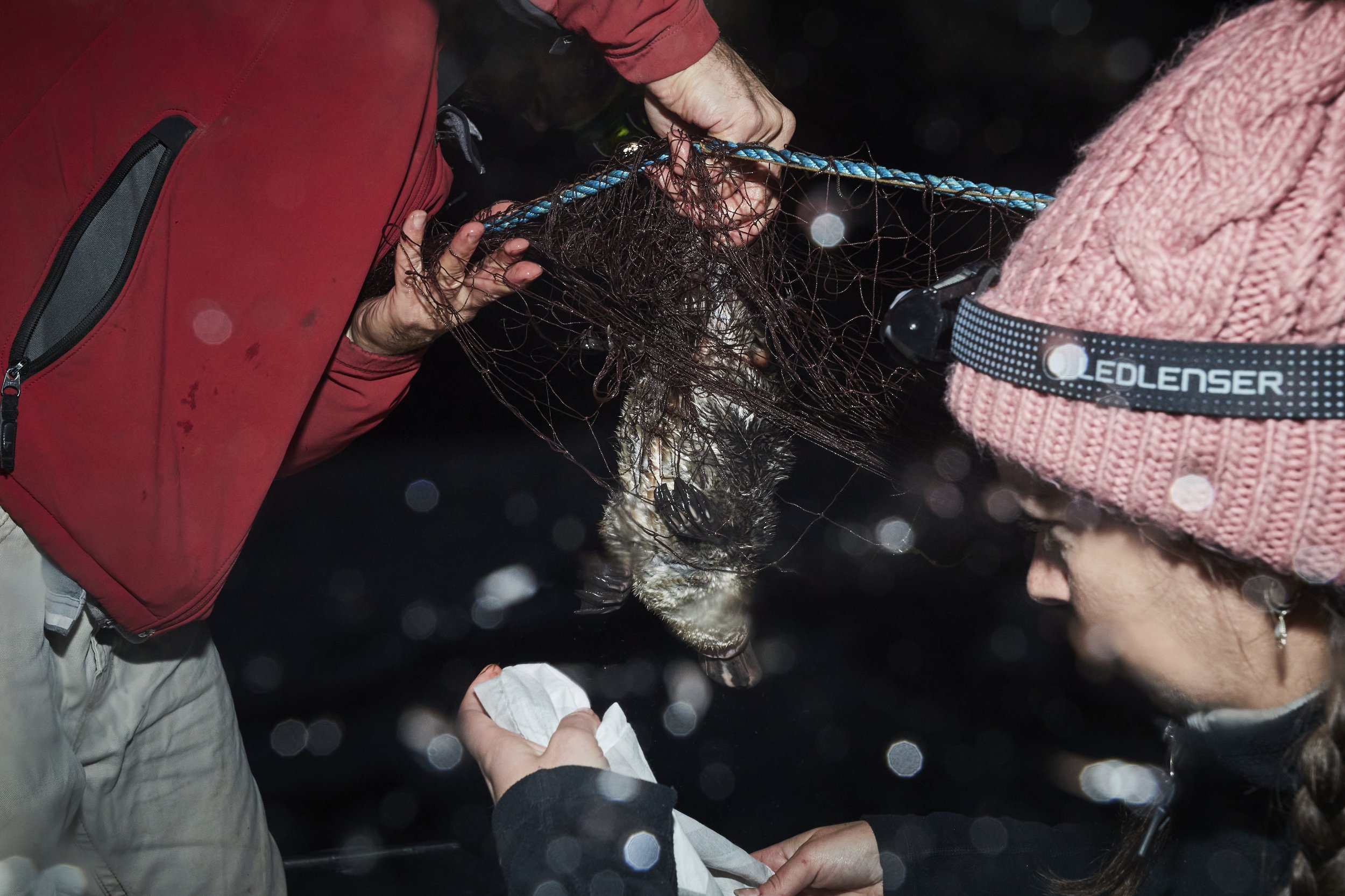  Captured Platypus in a net for the UNSW platypus rewilding research program. 