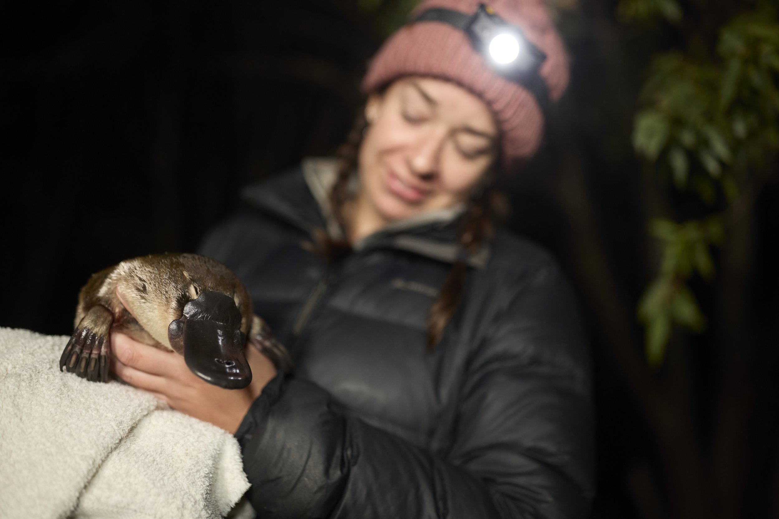   Tahneal Hawke holding a platypus during the rewilding research program. 