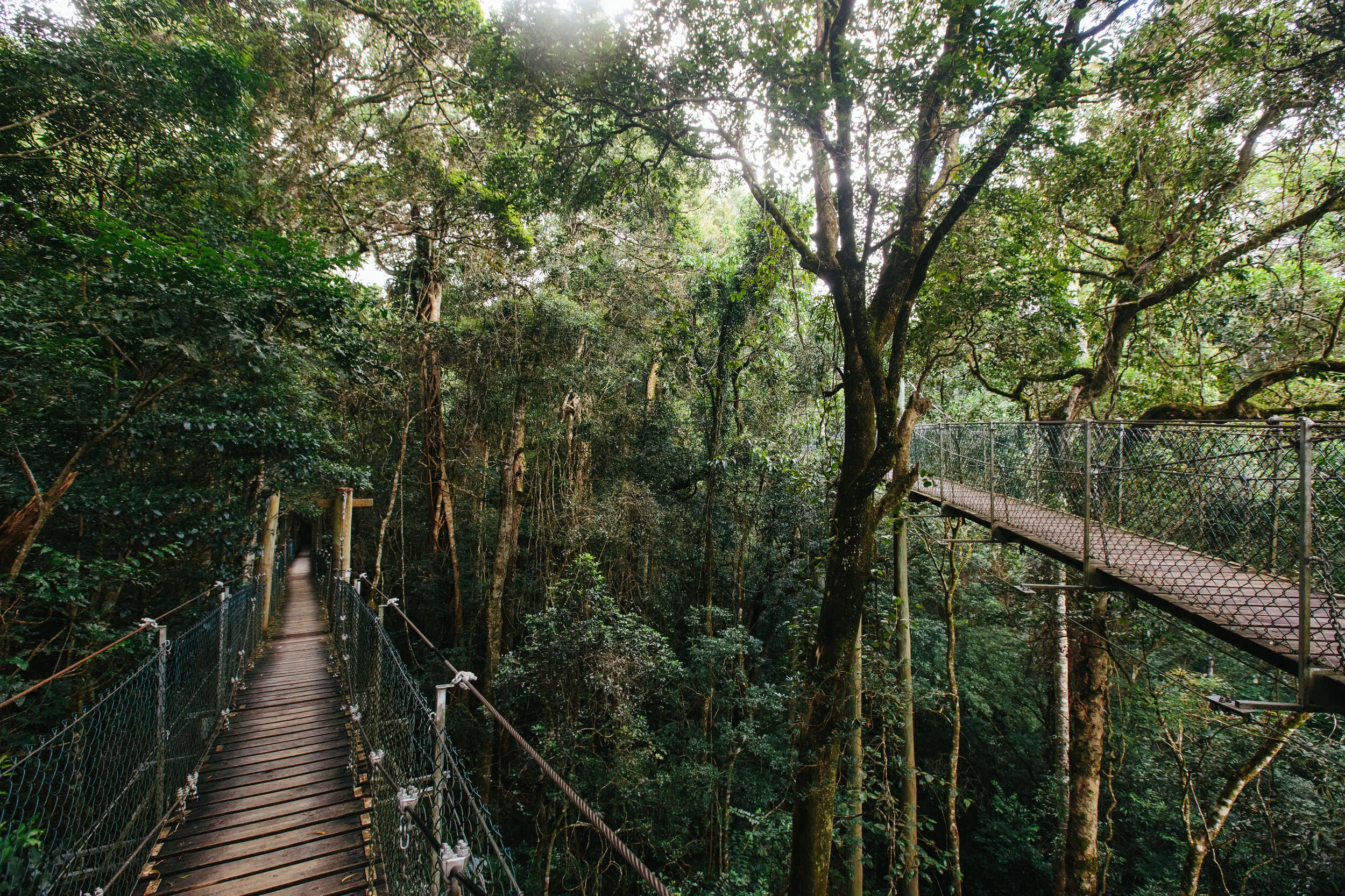 Lamington National Park_Rainforest Walk_05.jpg
