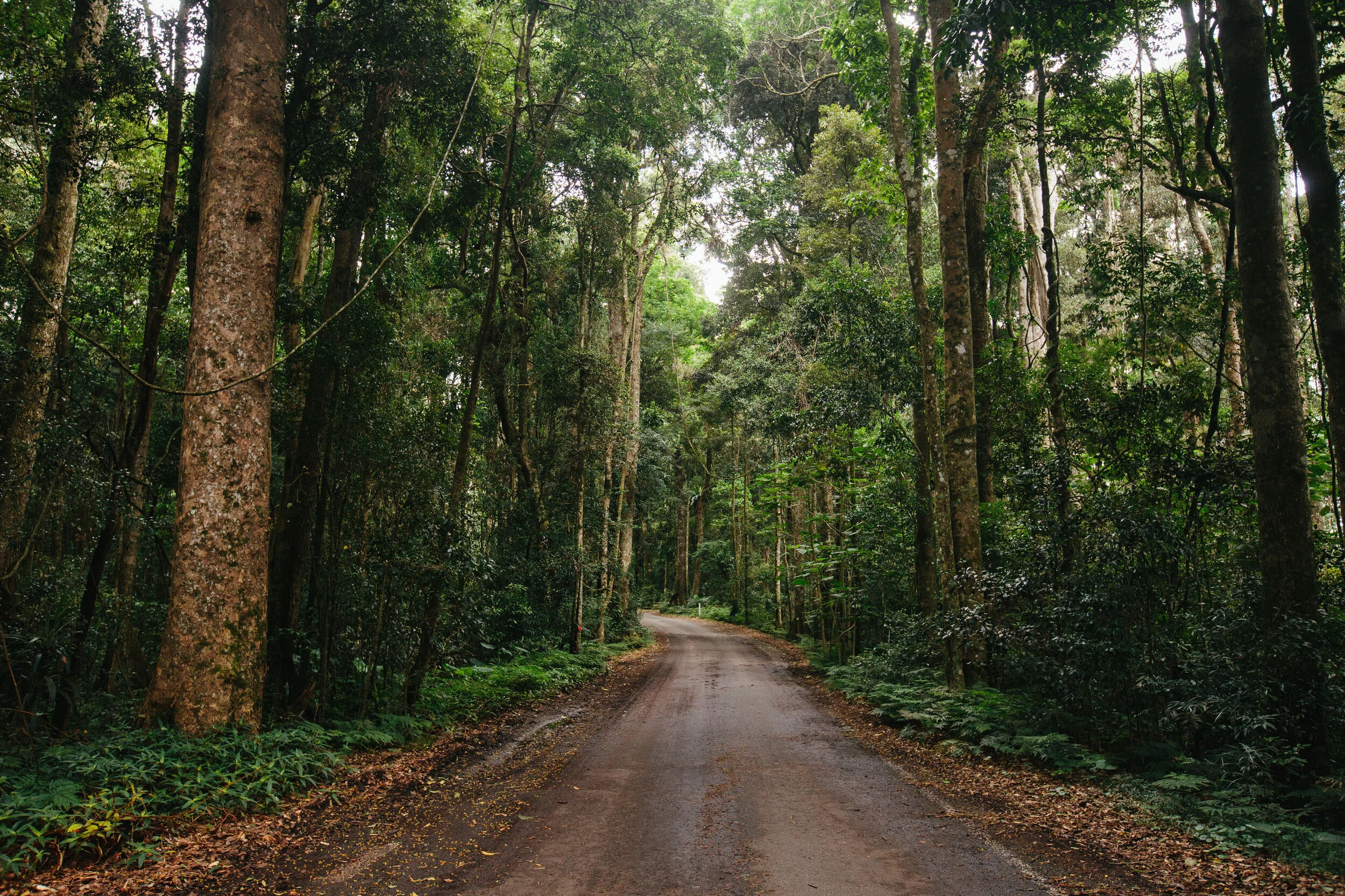 Lamington National Park_01.jpg